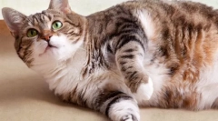 Cat hermanvrth (video): pripravite se, da postanete član čudeža